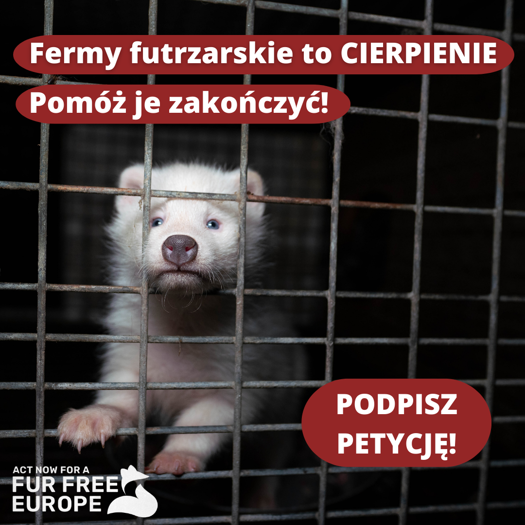 Grafika przedstawia młodego lisa w klatce na fermie w Polsce. Kliknij grafikę, żeby przejść do strony z inicjatywą europejską o zakaz hodowli zwierząt futerkowych w całej Europie. To jedyna szansa na zakaz. 