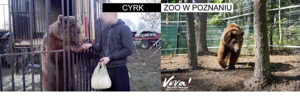 2 zdjęcia. Pierwsze przedstawia karnionego popcornem niedzwiedzia Baloo w cyrku za kratami, drugie szczęśliwego, biegającego Baloo po odebraniu interwencyjnym, przebywającego obecnie w zoo w Poznaniu.