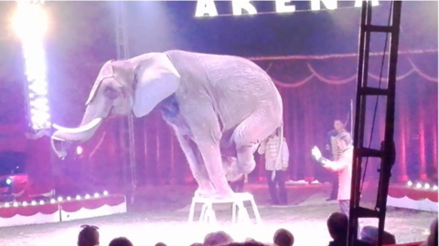Zdjecie przedstawia słonia w cyrku balansującego na przednich nogach na małym podeście. 