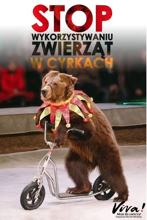 Zdjęcie przedstawia przystrojonego niedźwiedzia z kagańcem na pysku, jadącego na hulajnodze podczas występu cyrkowego. 